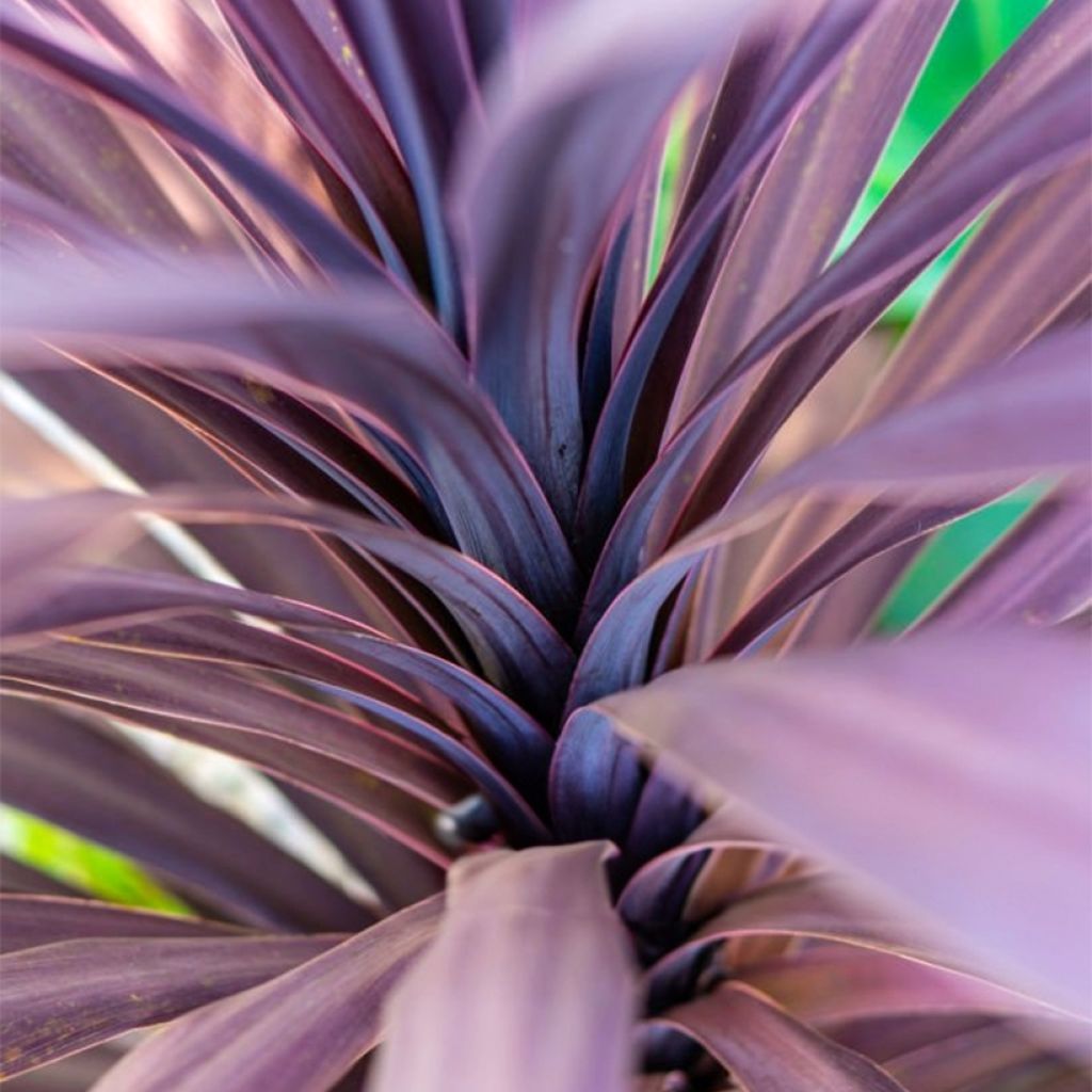 Cordiline Black Knight - Cordyline australis