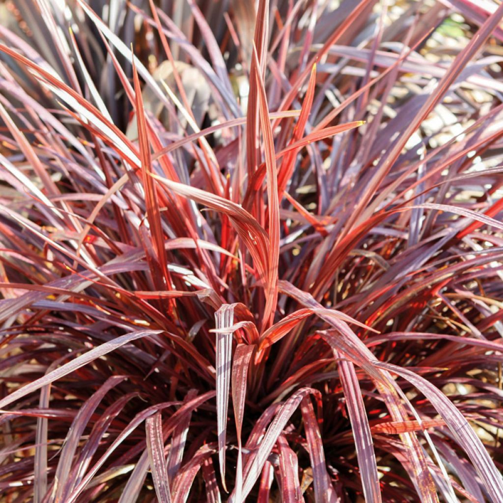 Cordiline Design a Line Burgundy- Cordyline australis