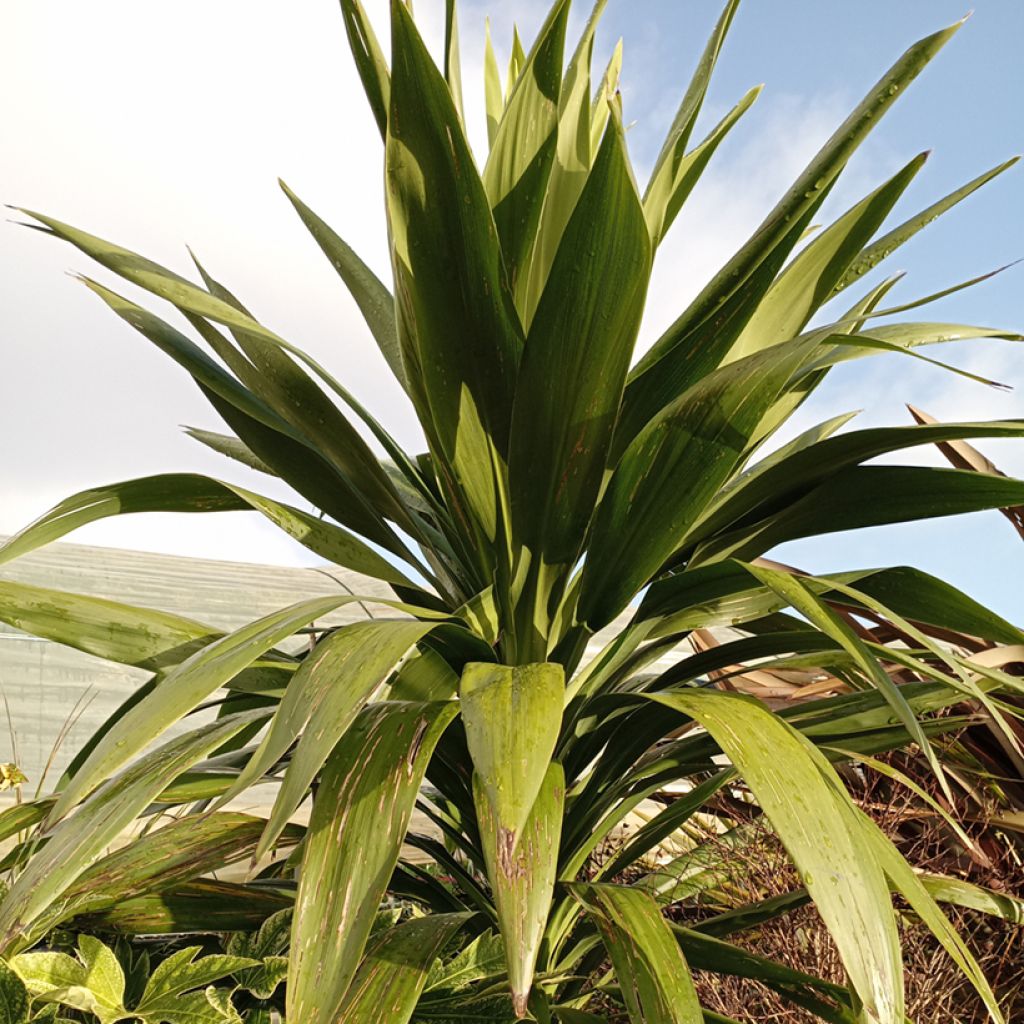 Cordiline Emerald Star- Cordyline australis
