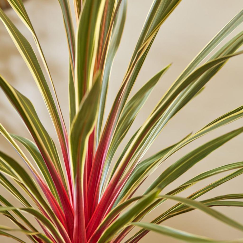 Cordiline Magic Star- Cordyline australis