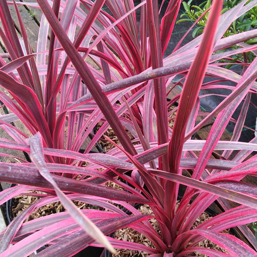 Cordiline Pink passion- Cordyline australis