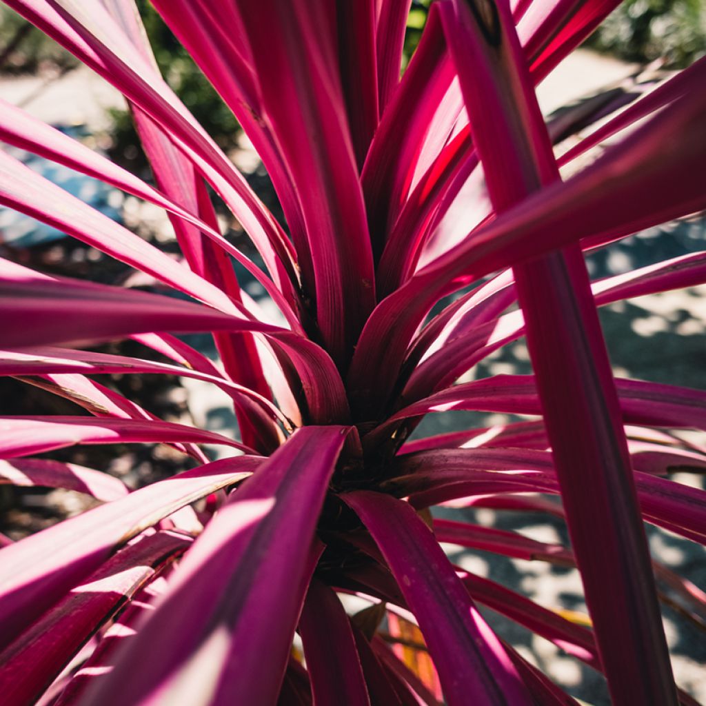 Cordiline Pink passion- Cordyline australis