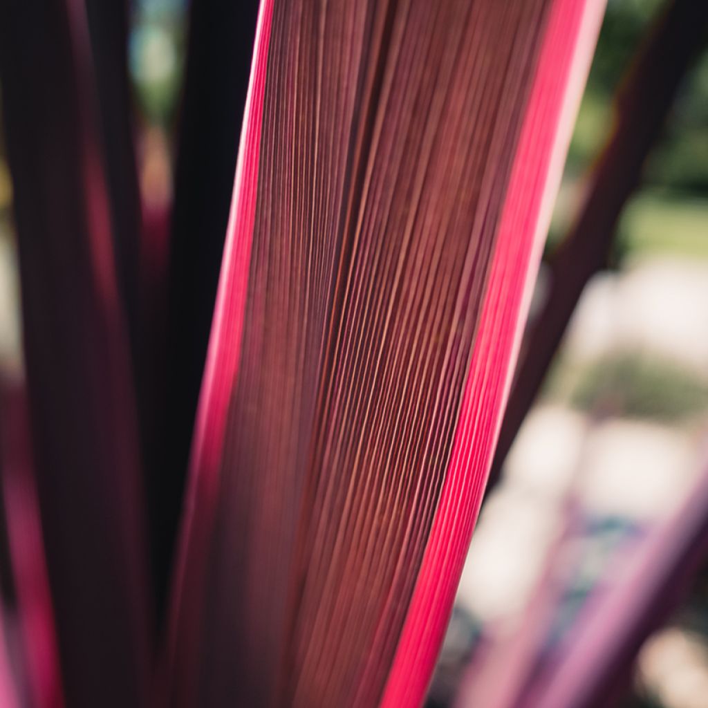 Cordiline Pink passion- Cordyline australis