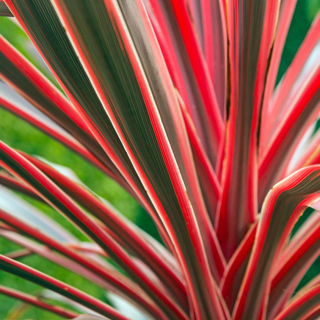 Cordiline Pink passion- Cordyline australis