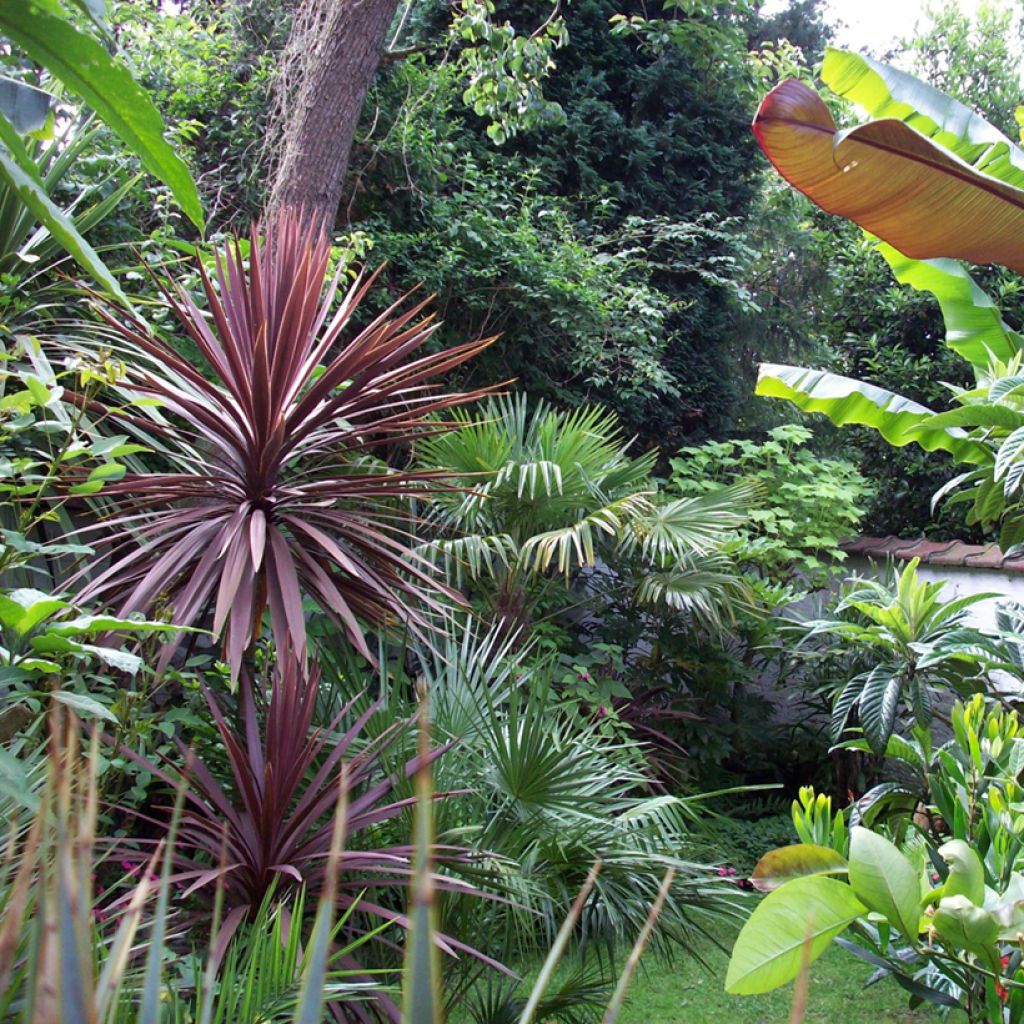 Cordiline Purpurea- Cordyline australis
