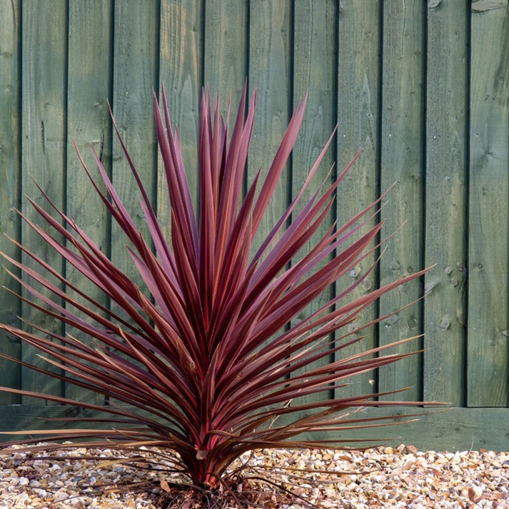 Cordiline Purpurea- Cordyline australis