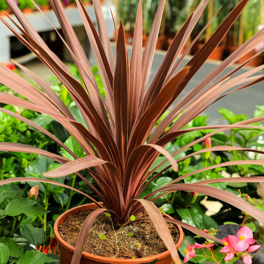 Cordiline Purpurea- Cordyline australis