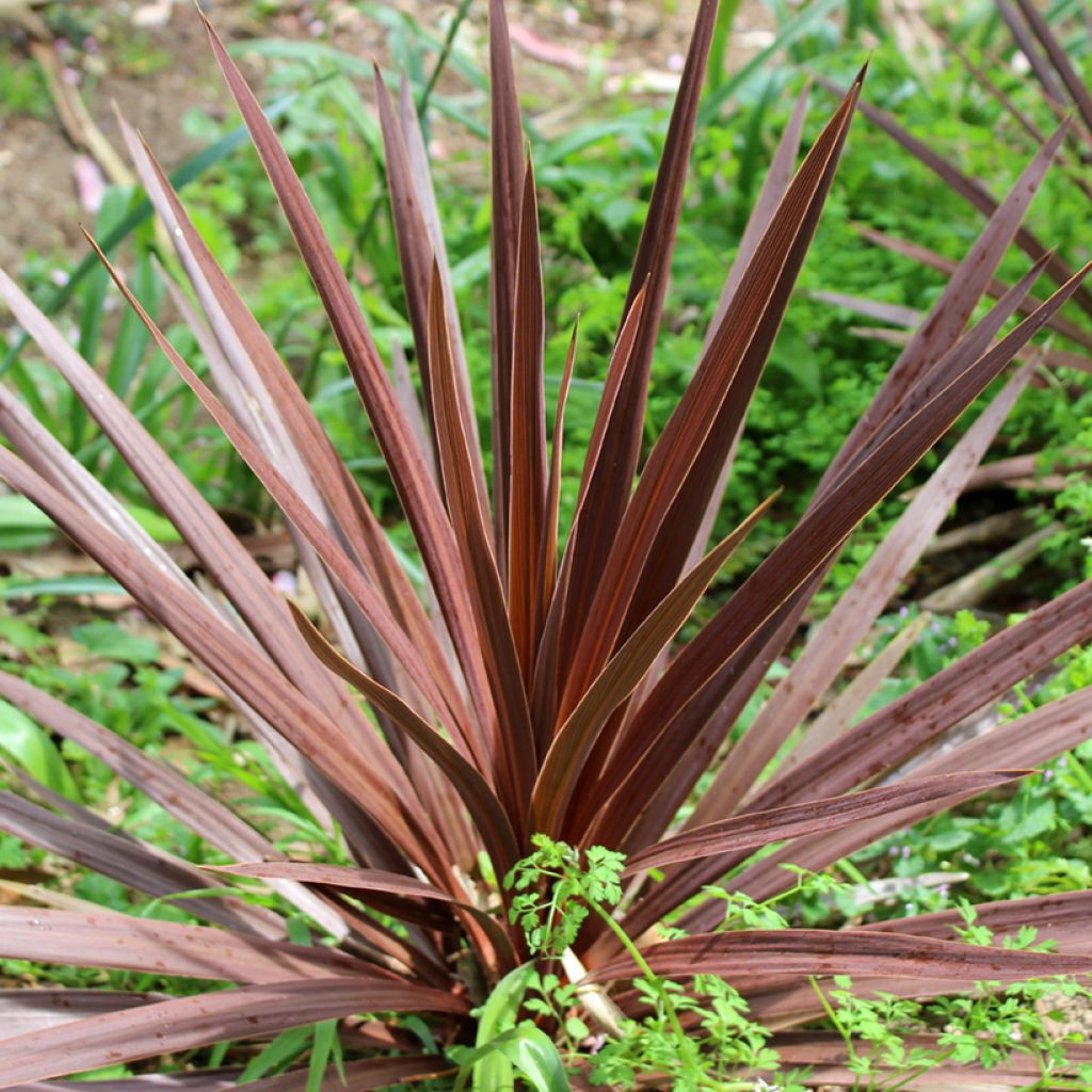 Cordiline Purpurea- Cordyline australis