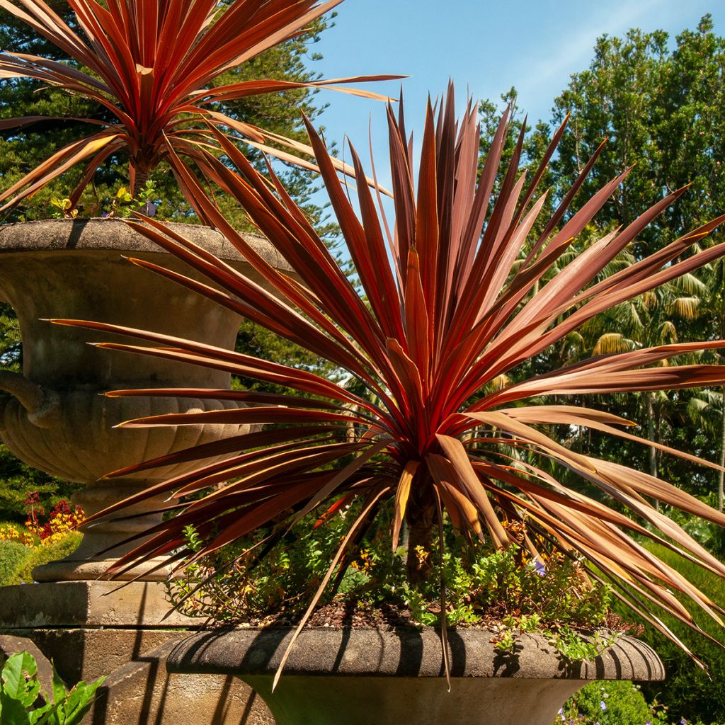 Cordiline Red Star- Cordyline australis