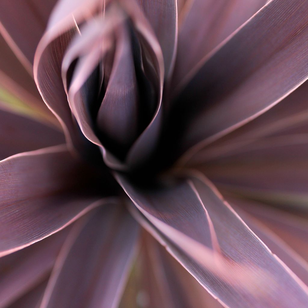 Cordiline Red Star- Cordyline australis