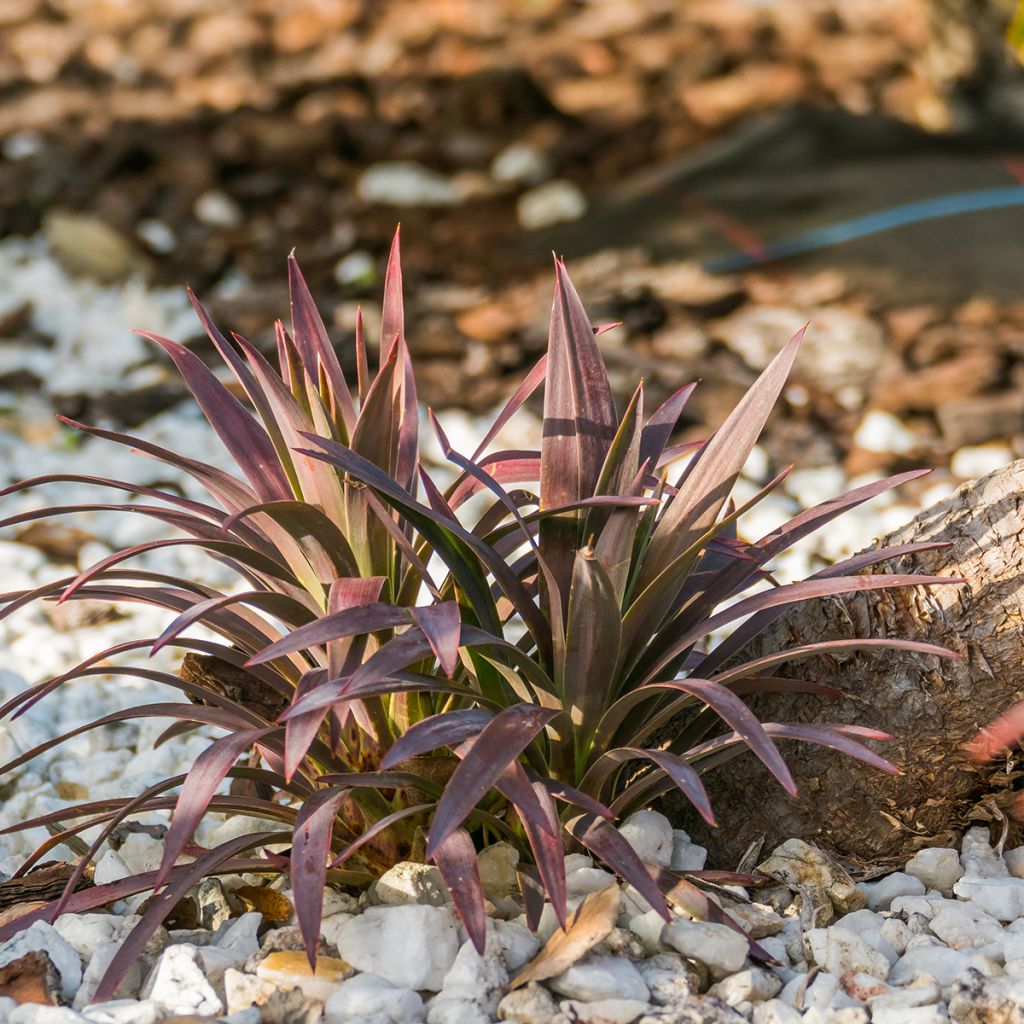 Cordiline Red Star- Cordyline australis