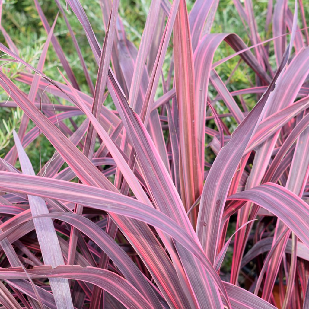 Cordiline Sunrise- Cordyline australis