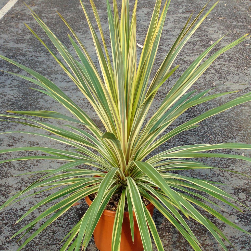 Cordiline Torbay Dazzler- Cordyline australis