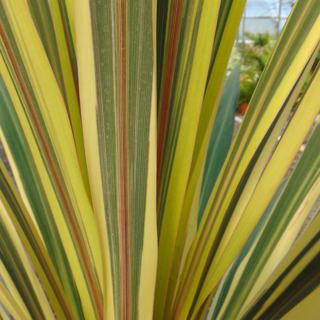 Cordiline Torbay Dazzler- Cordyline australis