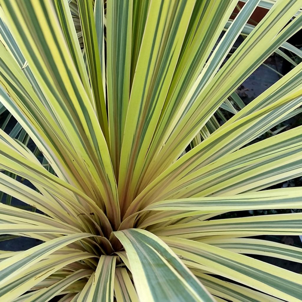 Cordiline Torbay Dazzler- Cordyline australis