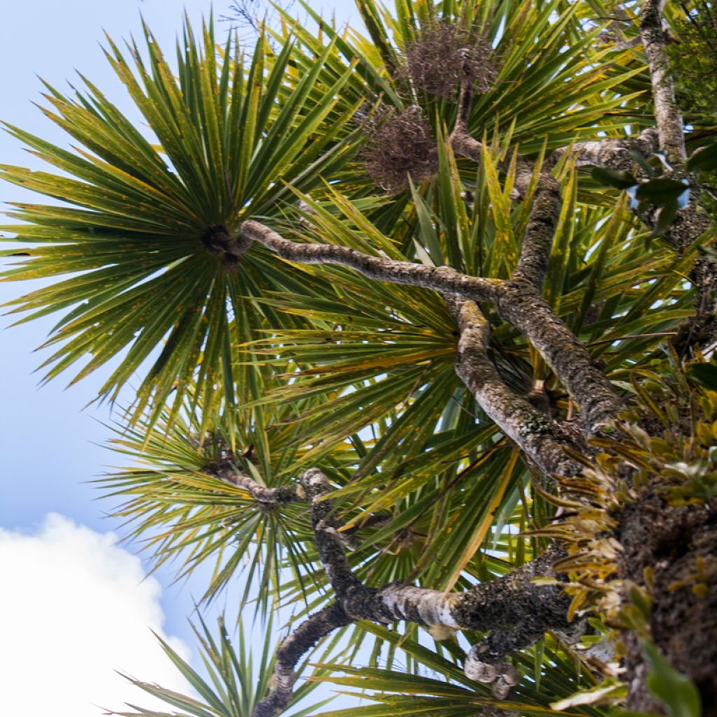 Cordiline - Cordyline australis