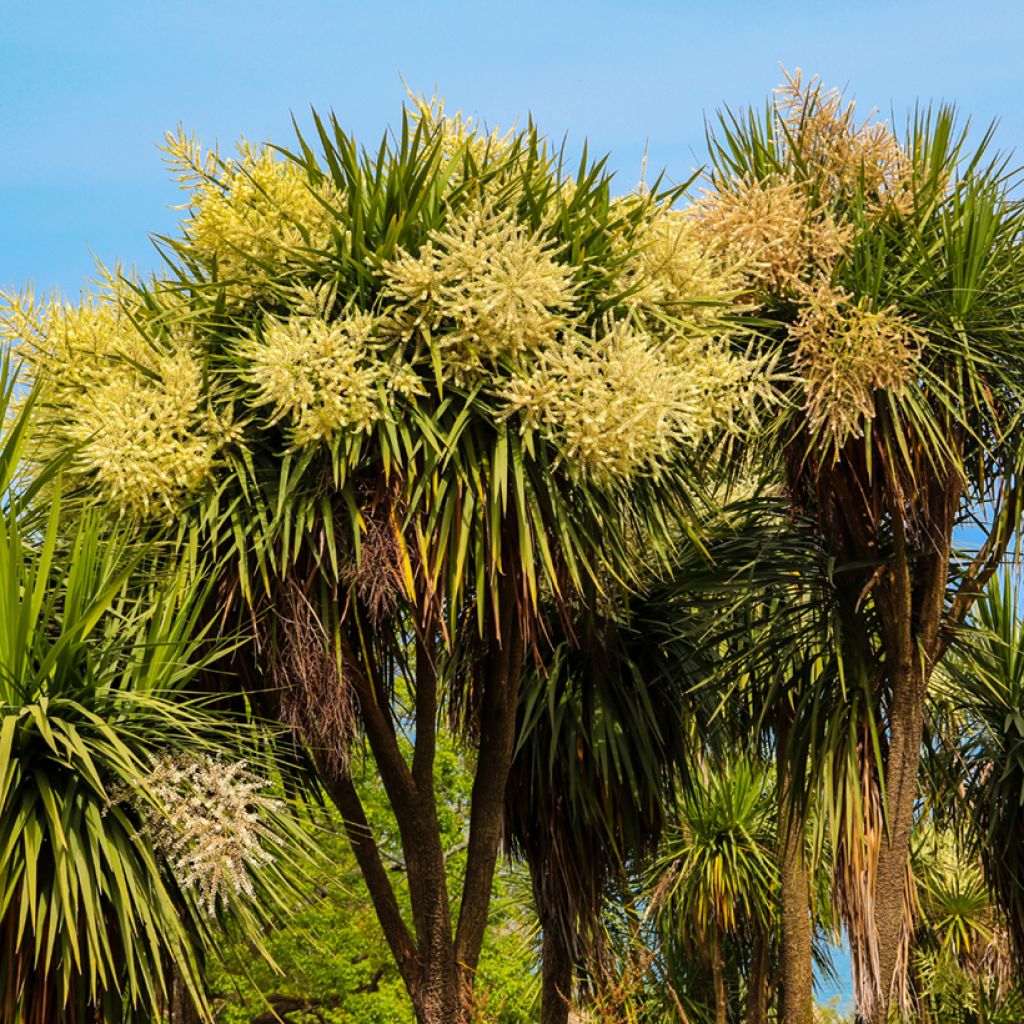 Cordiline - Cordyline australis