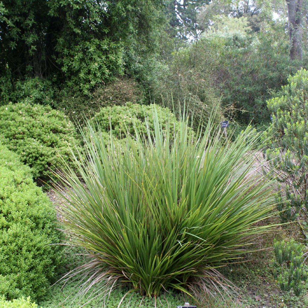 Cordiline - Cordyline australis