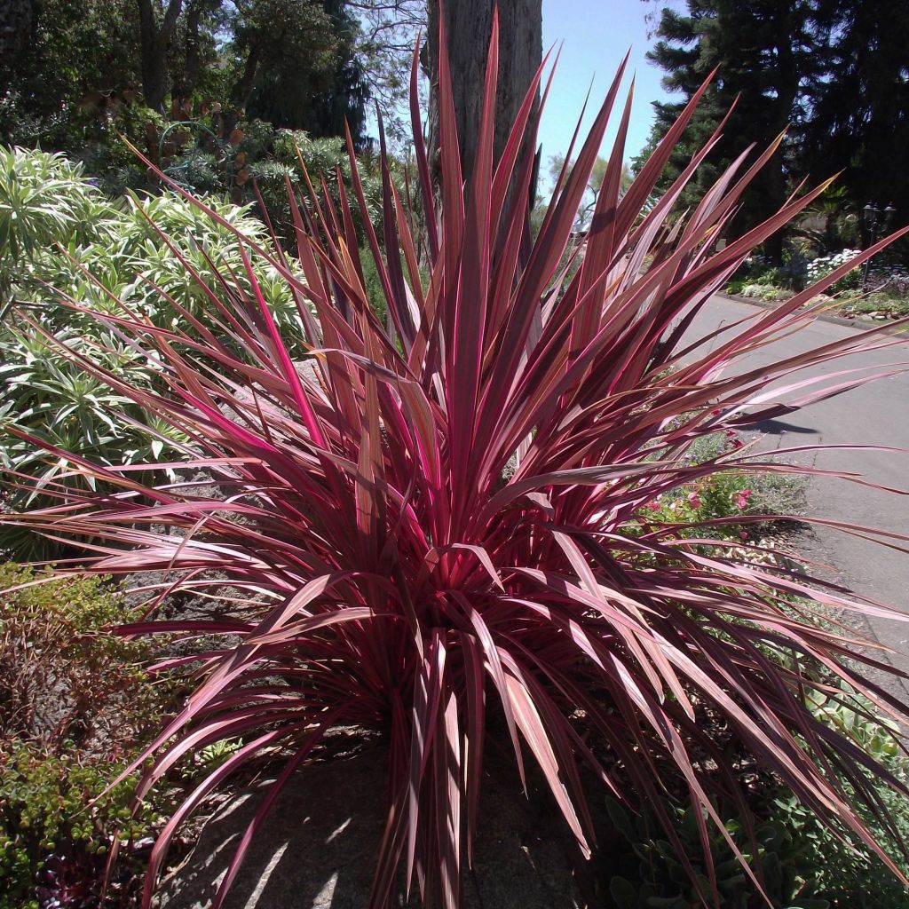 Cordyline banksii Electric Pink