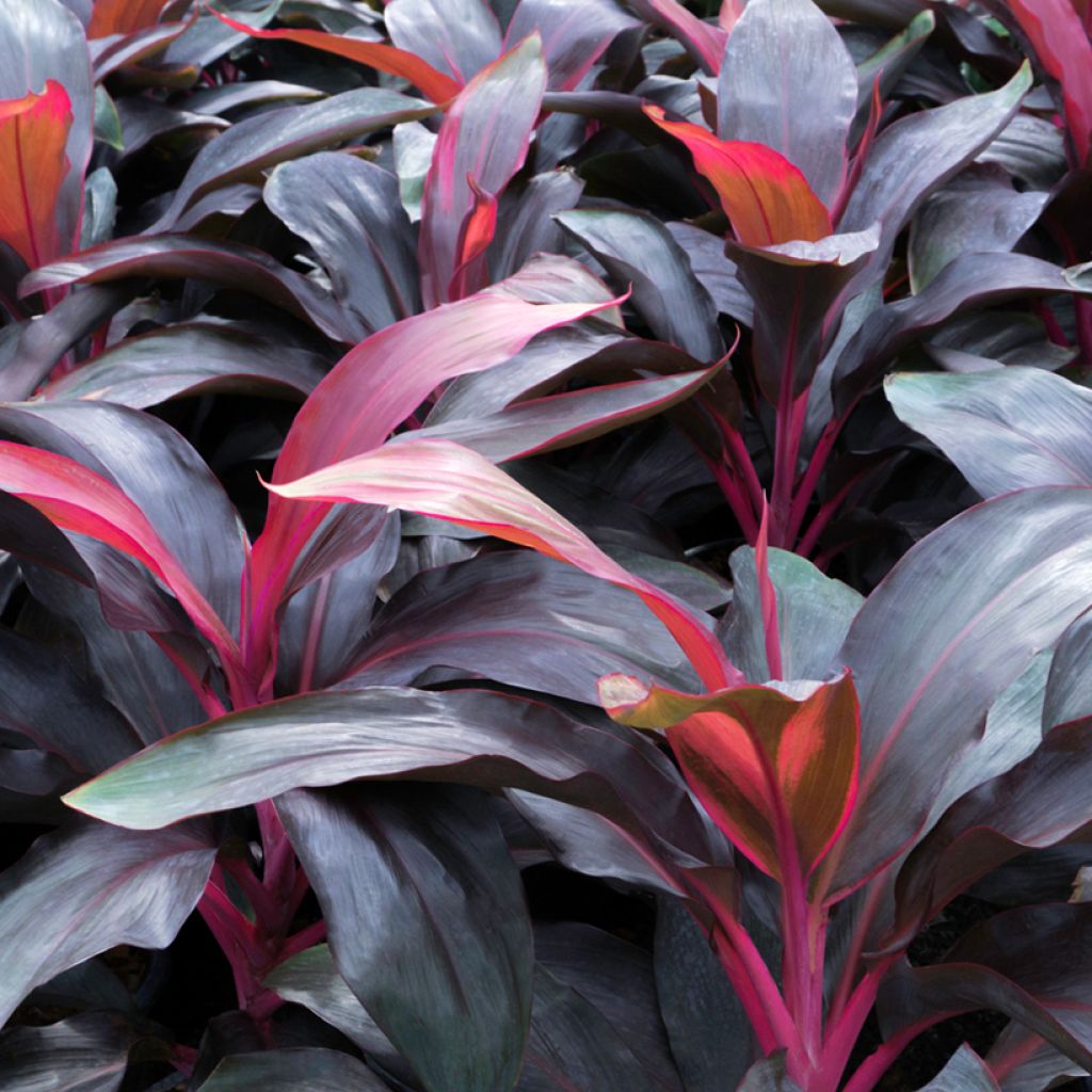 Cordiline fructicosa Purple Compacta