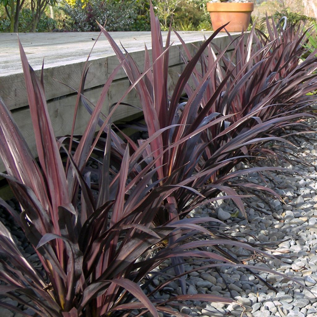 Cordyline banksii Renegade