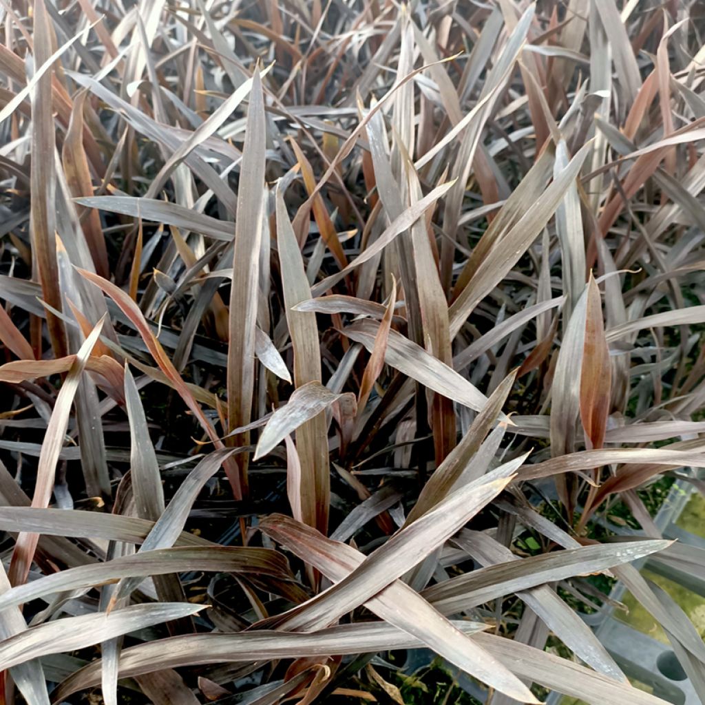 Cordyline banksii Renegade