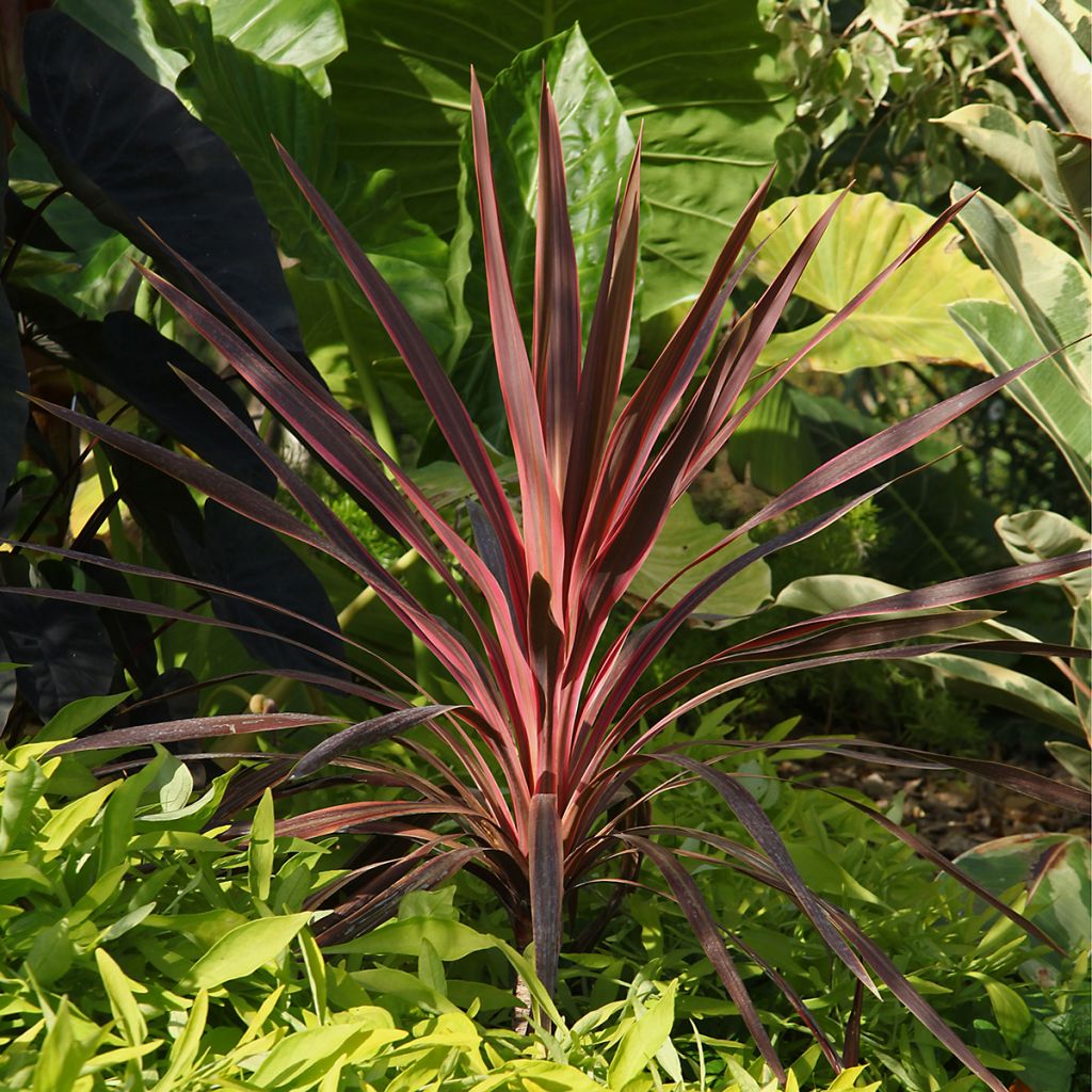 Cordyline Paso Doble