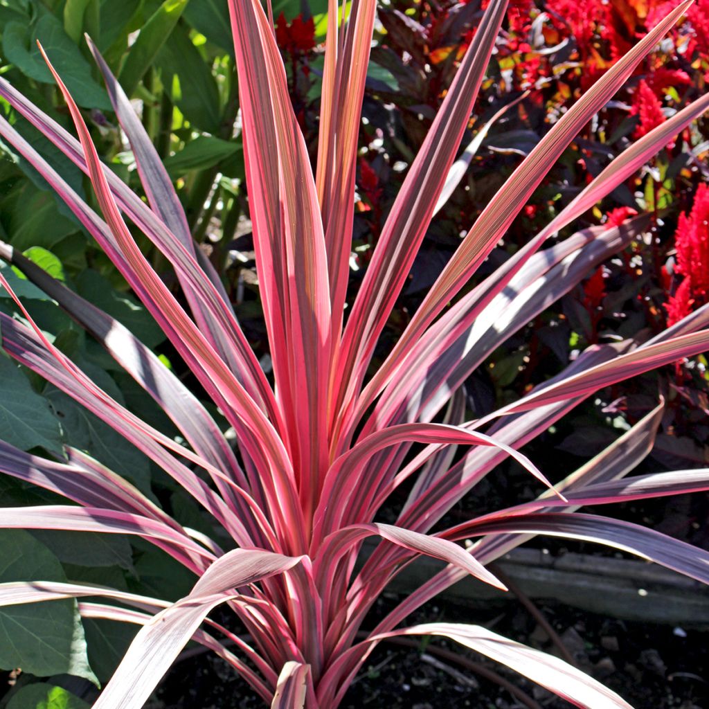 Cordyline Paso Doble