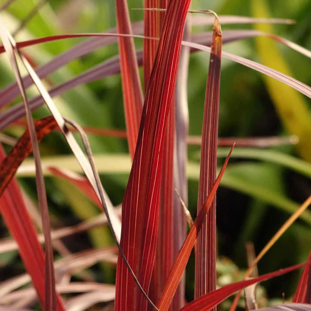 Cordiline Design a Line Burgundy- Cordyline australis