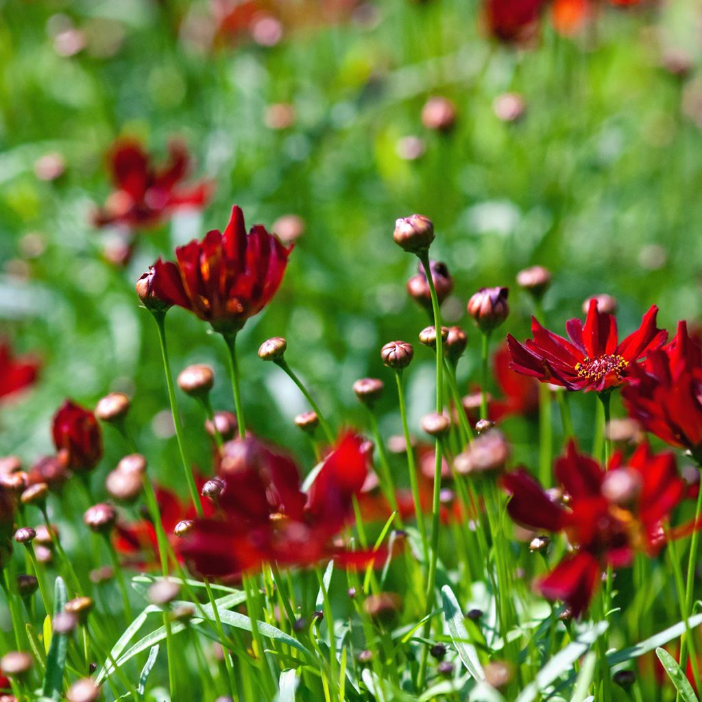 Coreopsis rosea Limerock ruby