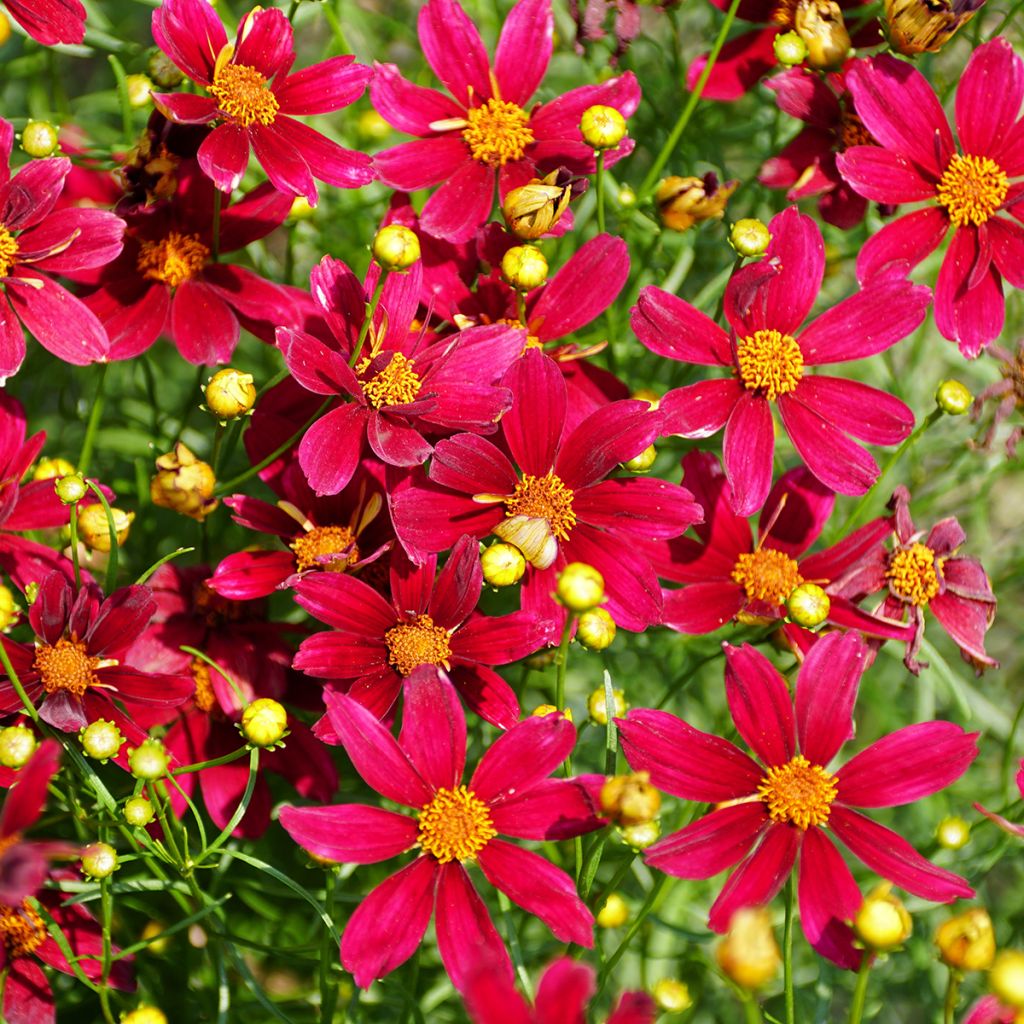 Coreopsis verticilliata Red Satin