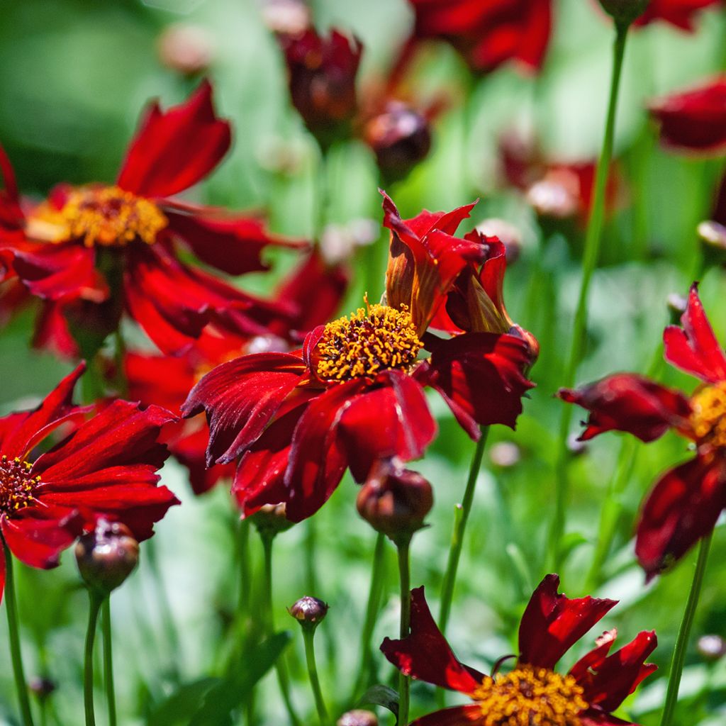 Coreopsis verticilliata Red Satin