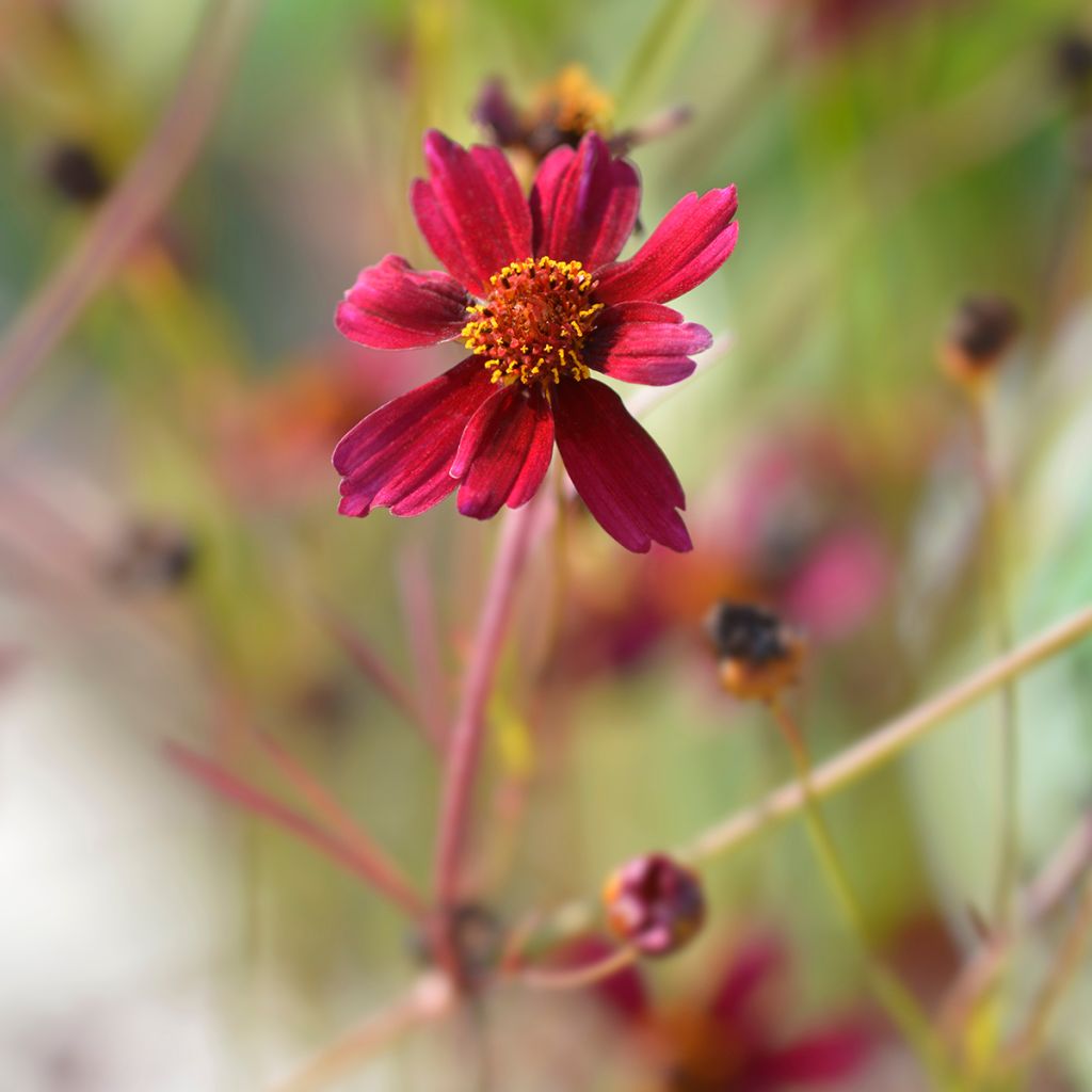 Coreopsis verticilliata Red Satin