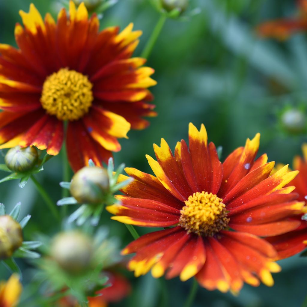 Coreopsis Uptick Red