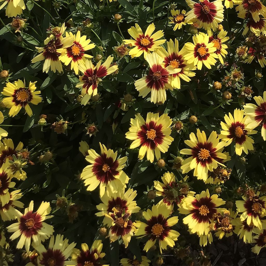 Coreopsis Uptick Yellow and Red