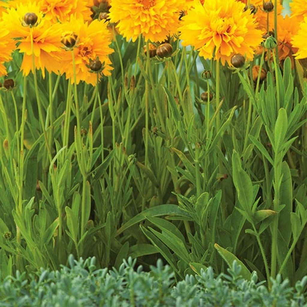 Coreopsis à grandes fleurs Badengold - Coreopsis grandiflora Badengold
