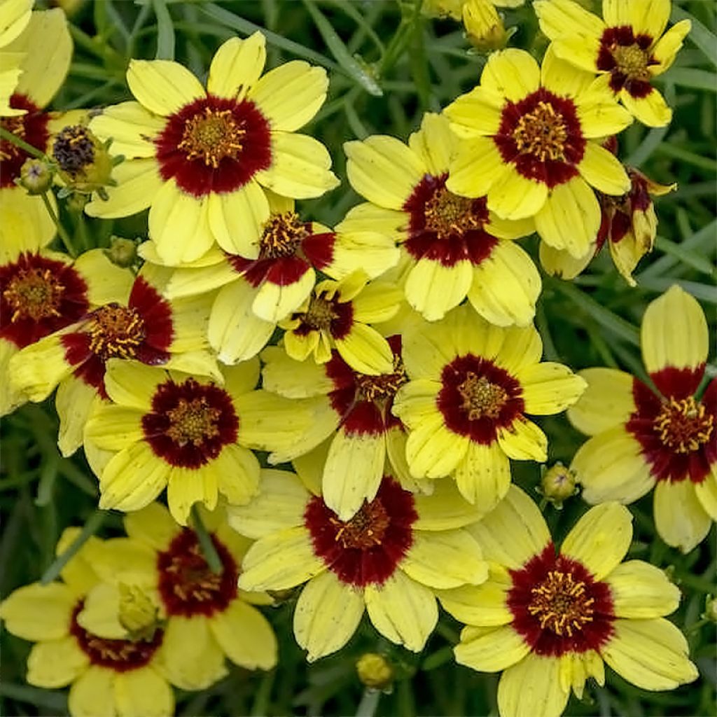 Coreopsis verticillata S&S Sassy Saffron