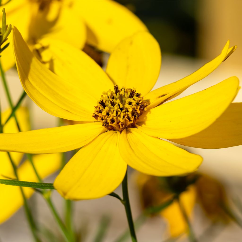 Coreopsis verticillata Zagreb