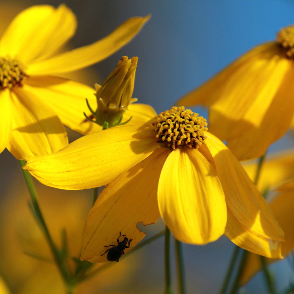 Coreopsis verticillata Zagreb