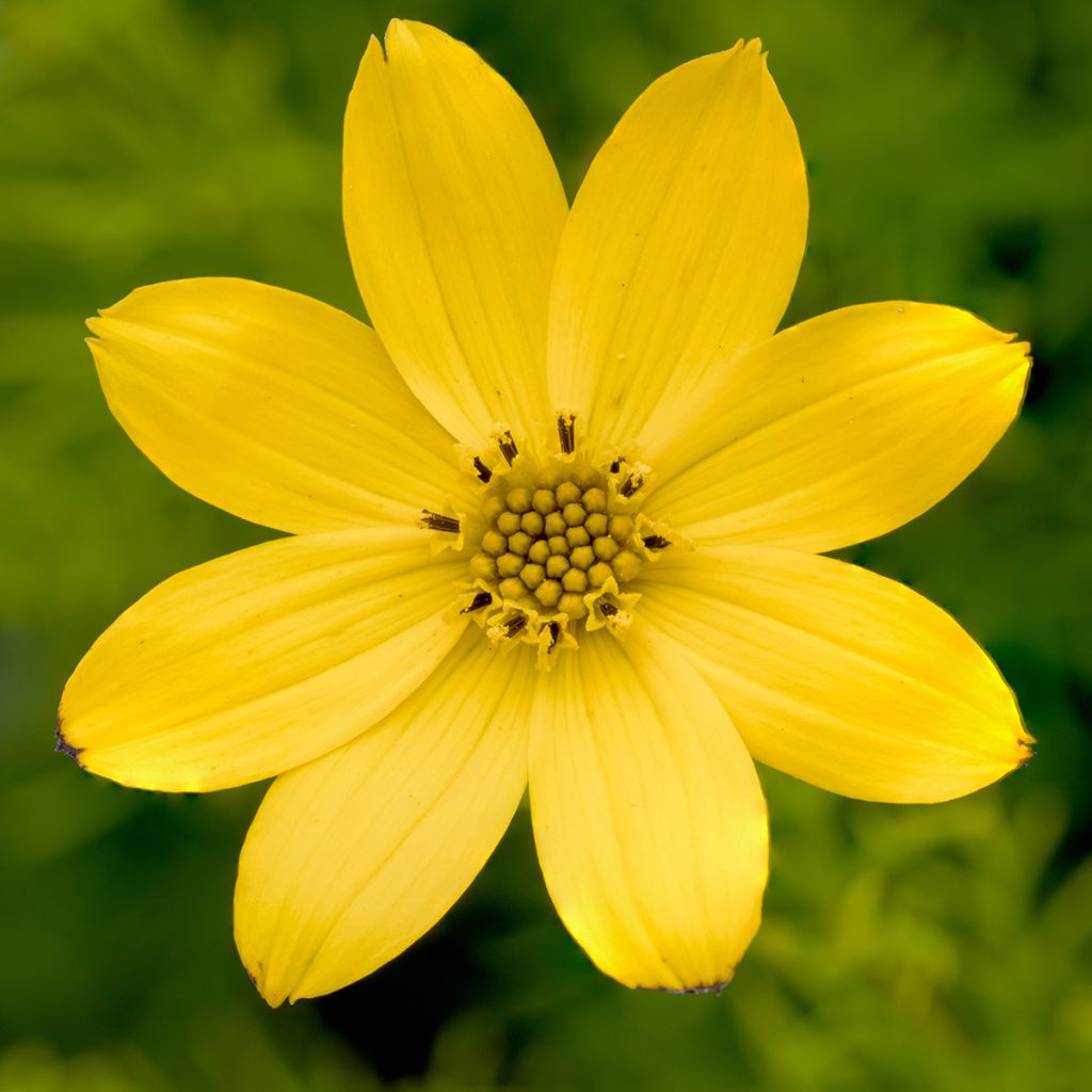 Coreopsis verticillata Zagreb