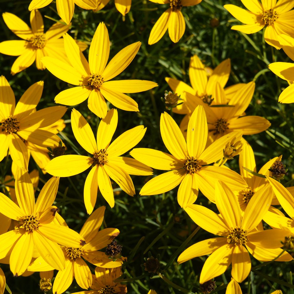 Coreopsis verticillata Zagreb