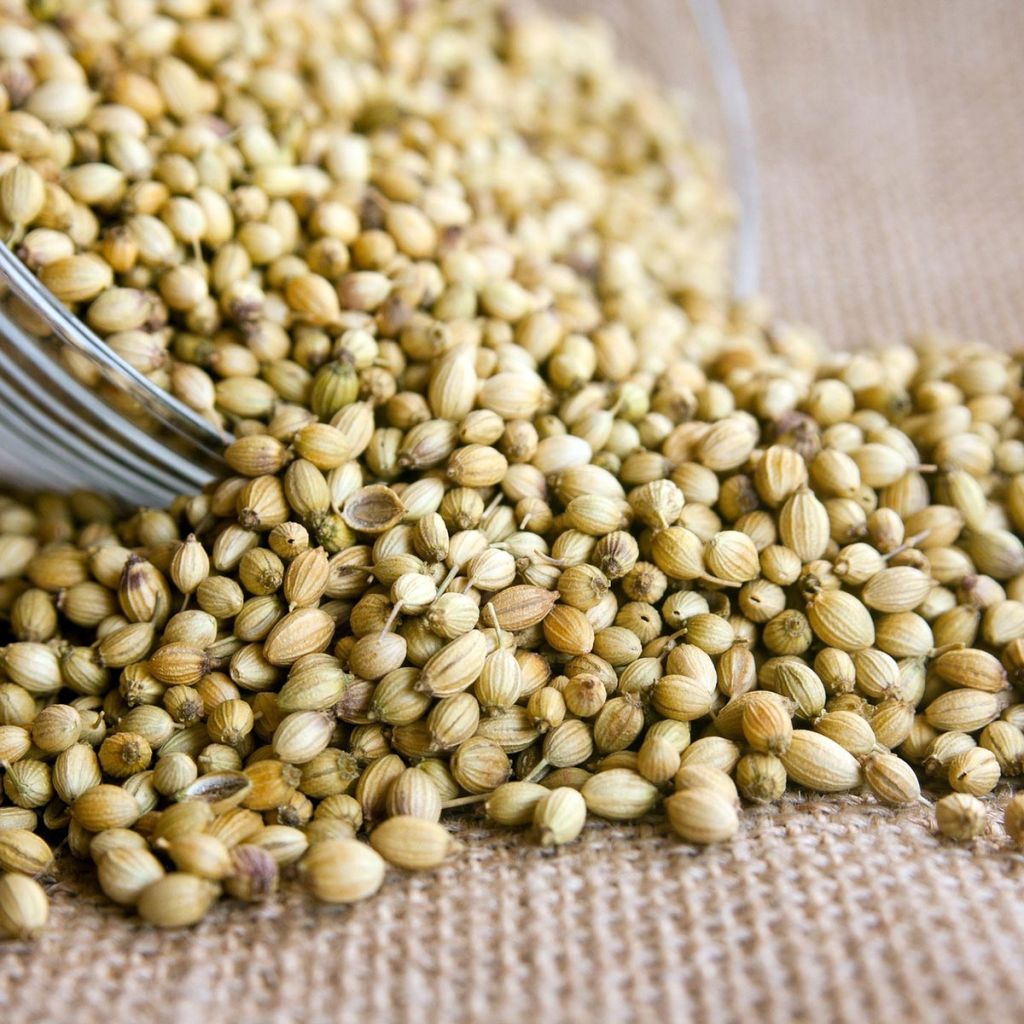 Cilantro (plantas) - Coriandrum sativum