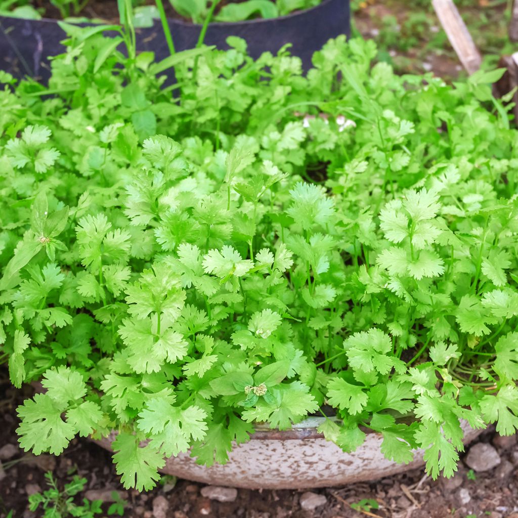 Cilantro - Coriandrum sativum