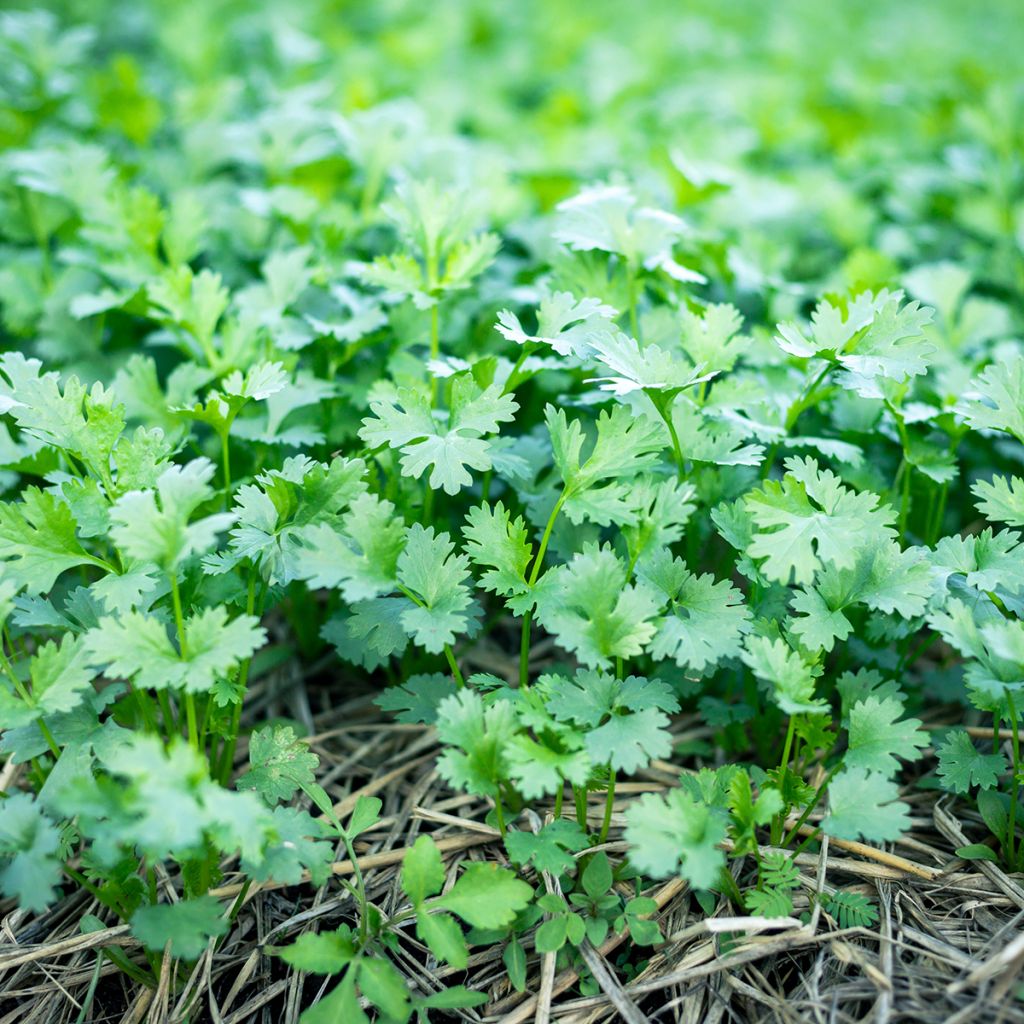 Cilantro - Coriandrum sativum