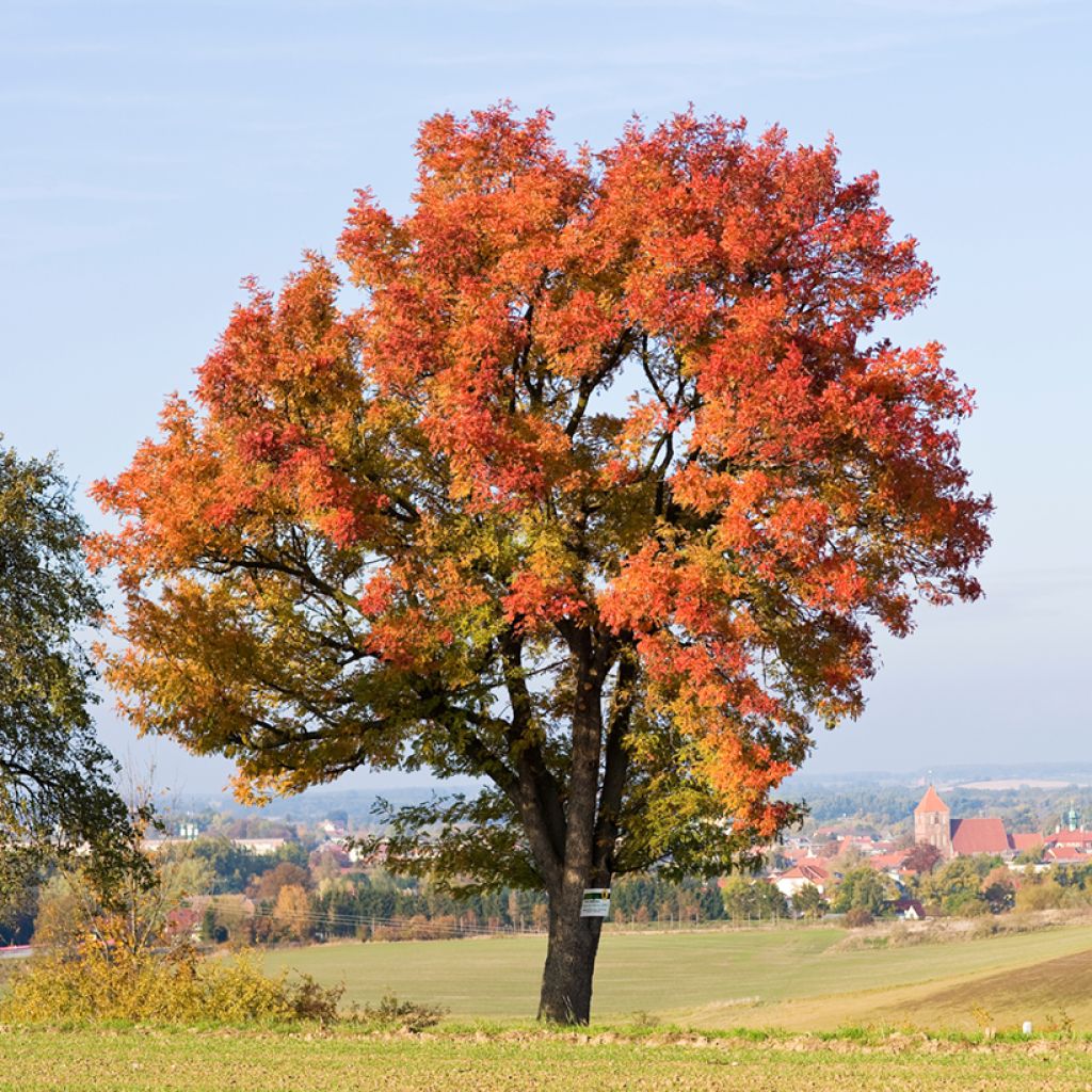 Sorbus domestica  - Service Tree, True Service Tree