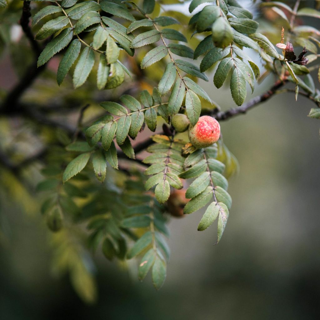 Sorbus domestica  - Service Tree, True Service Tree