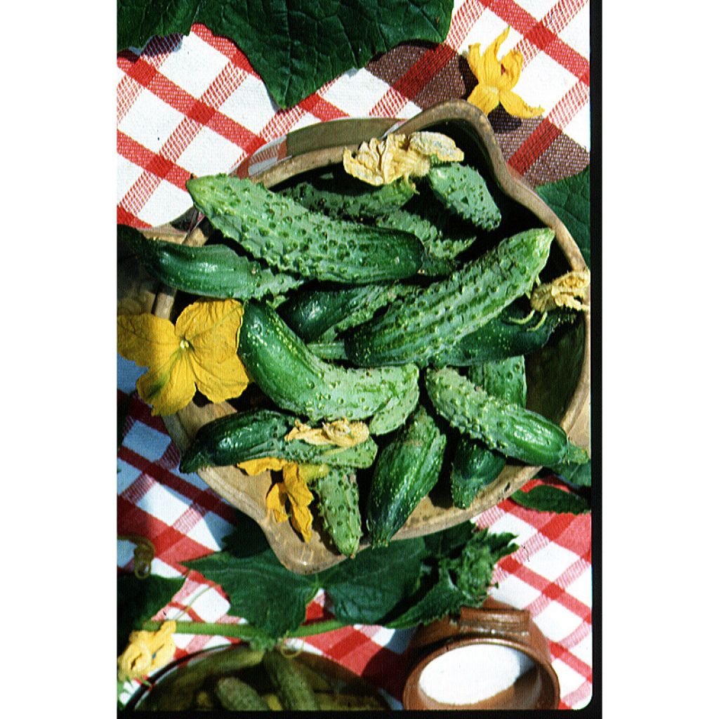 Pepinillo Fin de Meaux