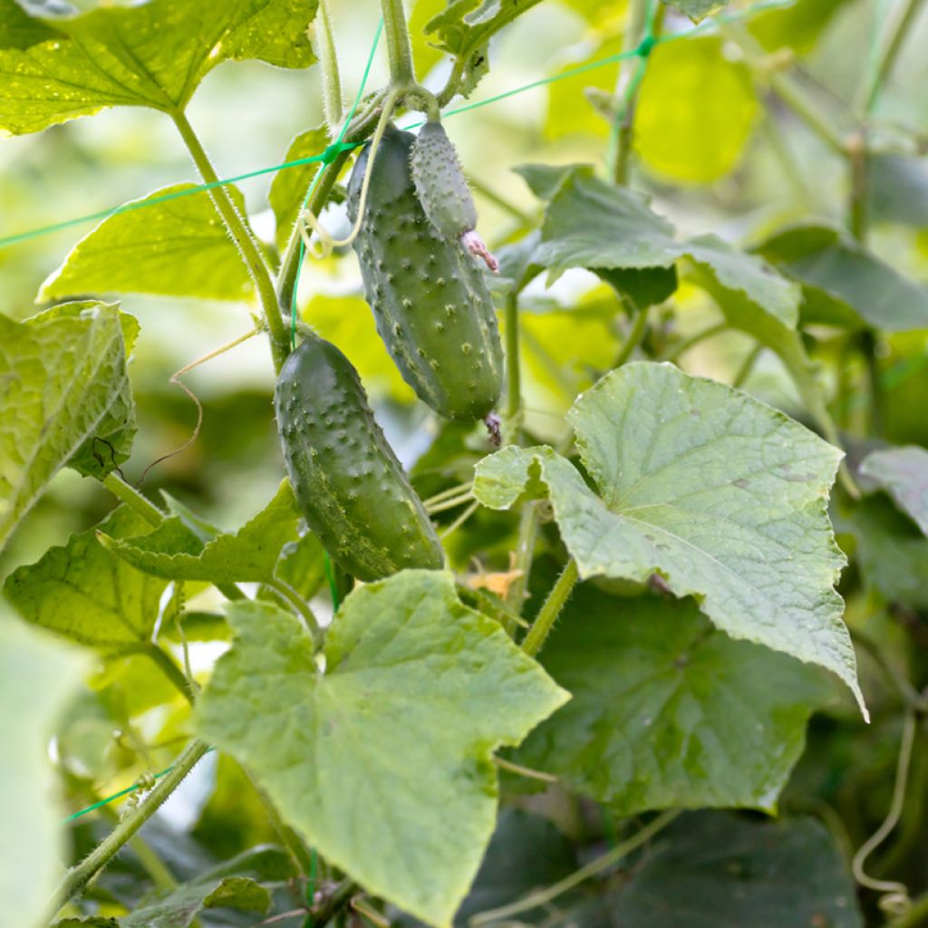 Pepinillo Vert Petit de Paris Bio (semillas)