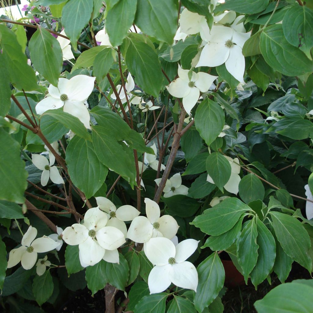 Cornus Eddie's White Wonder