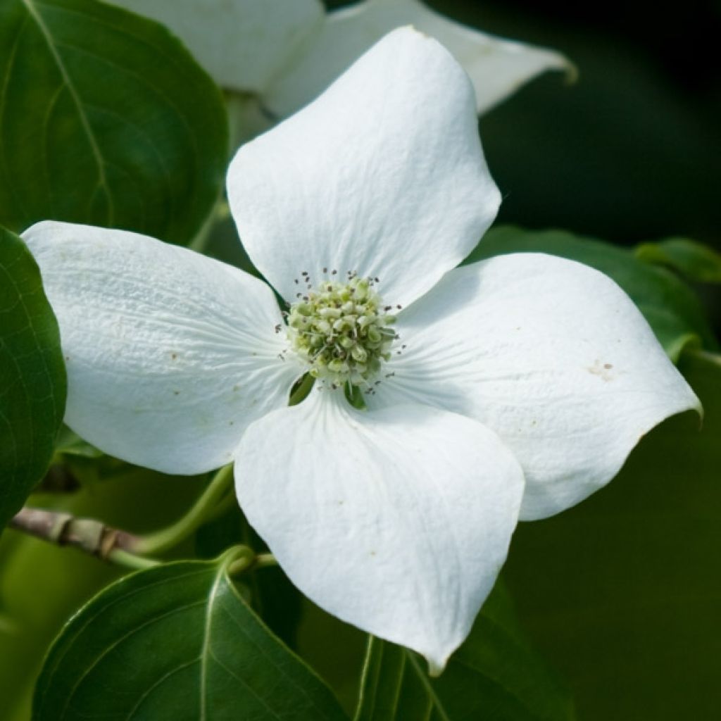 Cornus kousa China Girl